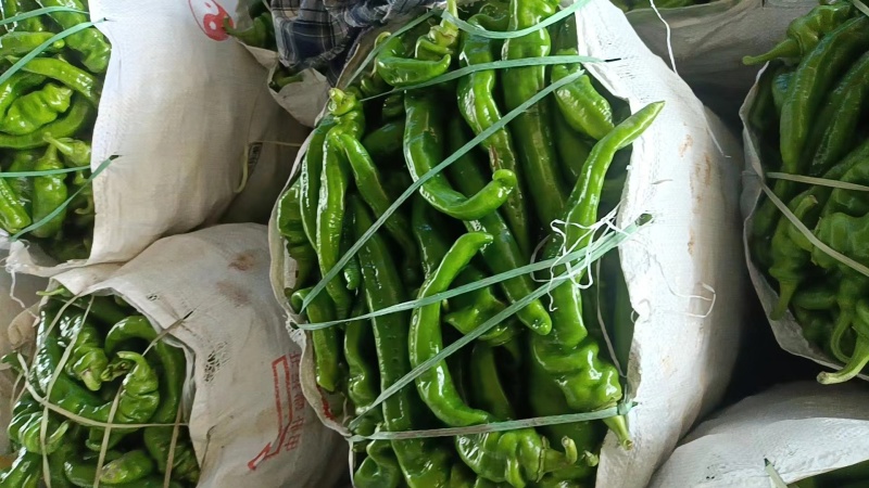 陇椒螺丝椒万亩基地，全国基地直供龚垒直发各种辣椒