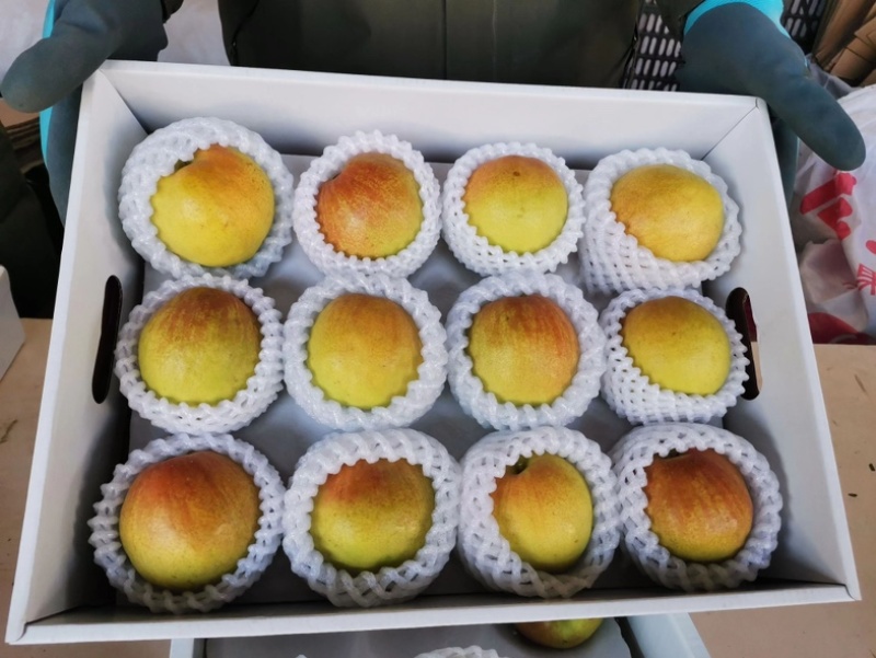 【一件代发】精品玉露香梨礼盒装规格齐全货源充足欢迎来电下单