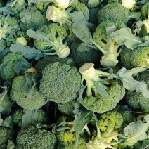 【推荐】精品西兰花产地一手货源耐寒西兰花可视频看货