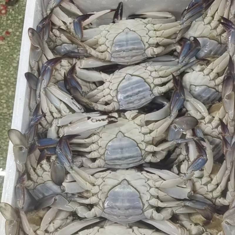 赶大集摆摊年货大飞蟹（梭子蟹）