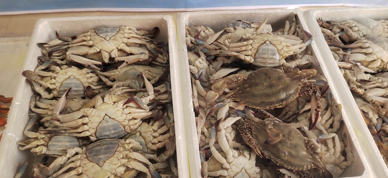 赶大集摆摊年货大飞蟹（梭子蟹）
