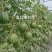 满口糖16号彩虹瓜礼品西瓜种子，早熟球型，酥脆细嫩清香