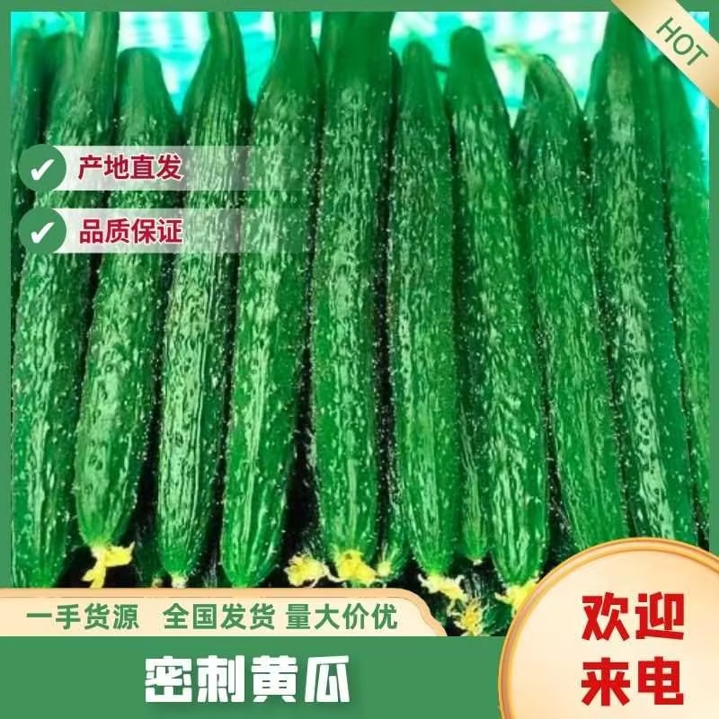 【实力商家】精品密刺黄瓜产地批发商超电商大量供应
