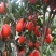 红桔种子红橘种子柑橘种子嫁接砧木种子提供播种育苗技术量多