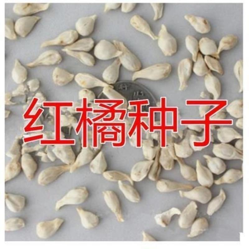 红桔种子红橘种子柑橘种子嫁接砧木种子提供播种育苗技术量多