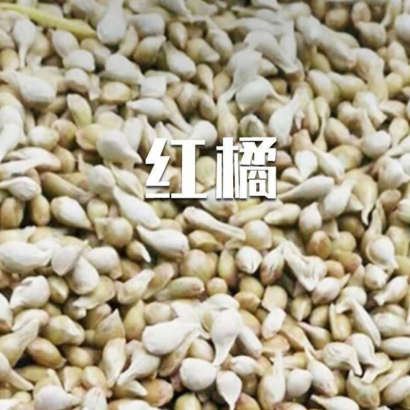 红桔种子红橘种子柑橘种子嫁接砧木种子提供播种育苗技术量多