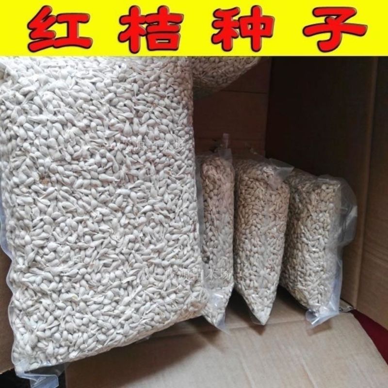 红桔种子红橘种子柑橘种子嫁接砧木种子提供播种育苗技术量多