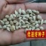 红桔种子红橘种子柑橘种子嫁接砧木种子提供播种育苗技术量多