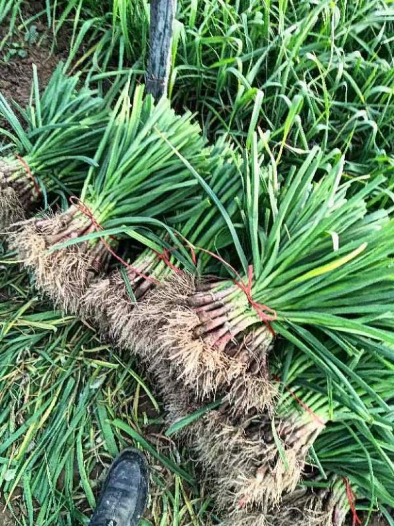 河南中牟精品红根蒜苗大量供应产地直发价格美丽欢迎来电