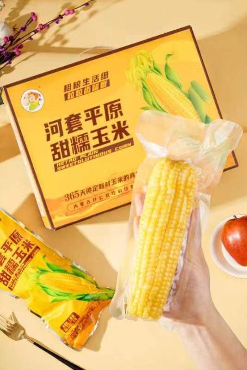 井公甜糯玉米