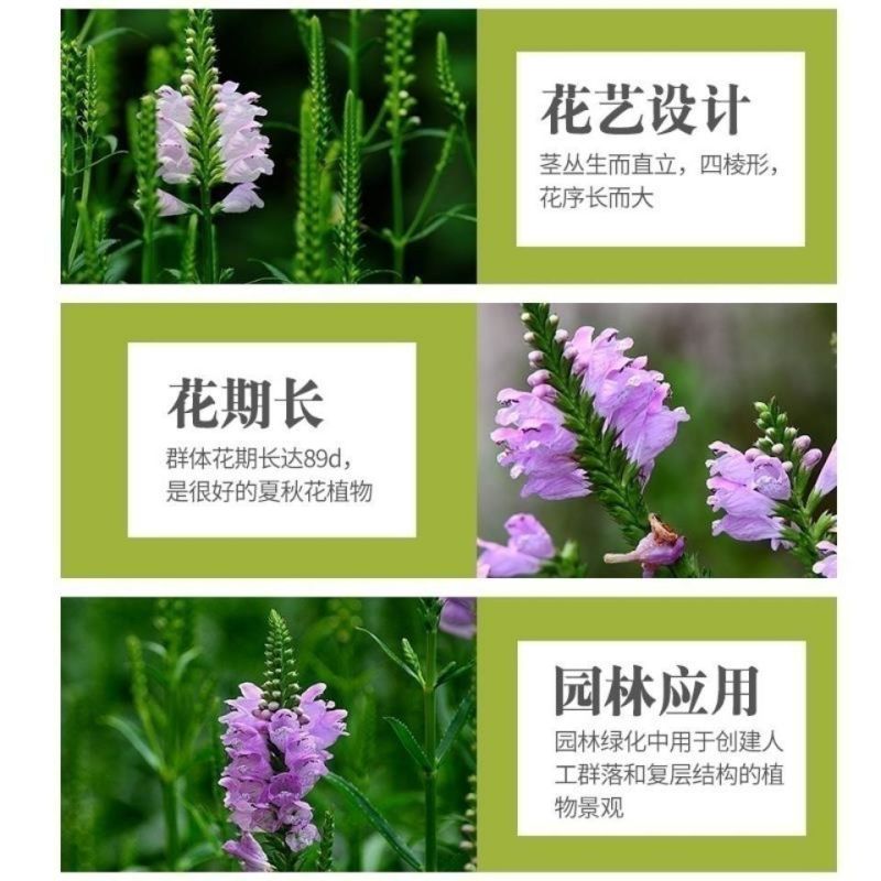 假龙头花种花籽多年生耐寒耐热室内阳台盆栽宿根假龙头花卉种