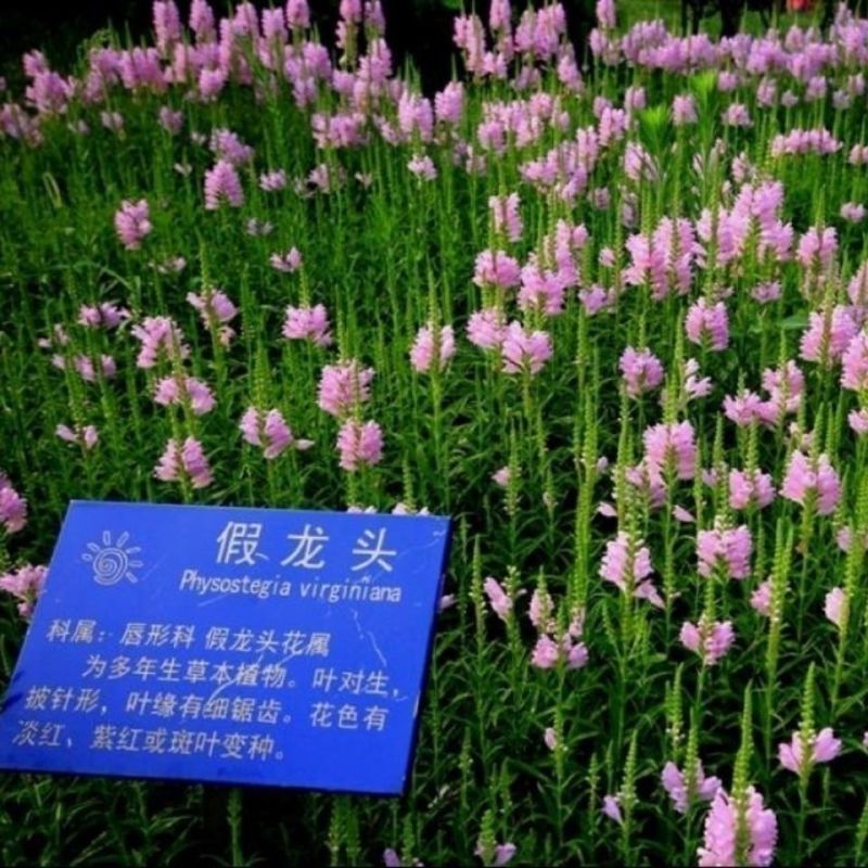 假龙头花种花籽多年生耐寒耐热室内阳台盆栽宿根假龙头花卉种