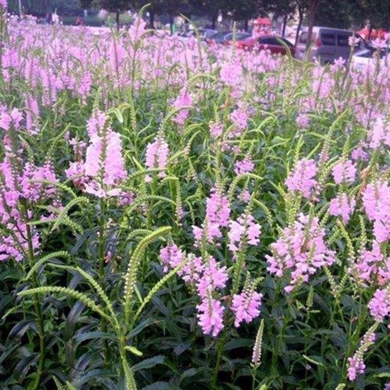 假龙头花种花籽多年生耐寒耐热室内阳台盆栽宿根假龙头花卉种