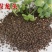 假龙头花种花籽多年生耐寒耐热室内阳台盆栽宿根假龙头花卉种