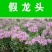 假龙头花种花籽多年生耐寒耐热室内阳台盆栽宿根假龙头花卉种