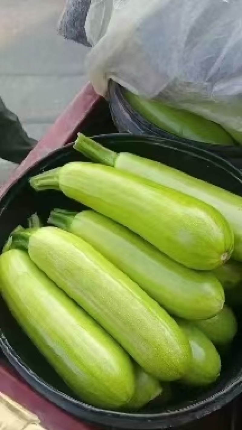 【推荐】优质西葫芦代发全国大量供应品质保证一手货源