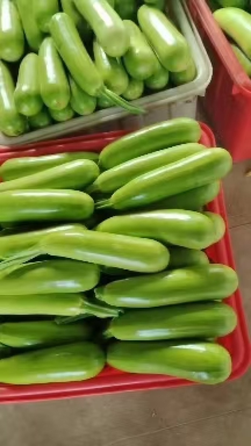 【推荐】优质西葫芦代发全国大量供应品质保证一手货源