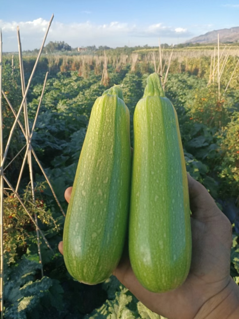 【推荐】优质西葫芦代发全国大量供应品质保证一手货源