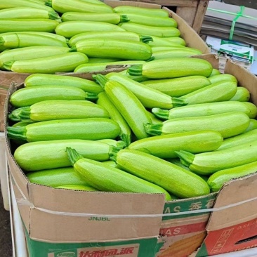 【推荐】优质西葫芦代发全国大量供应品质保证一手货源