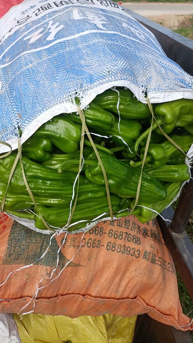 芜湖椒苏椒电商海南广东徐闻基地直发，龚垒万亩基地全国直发