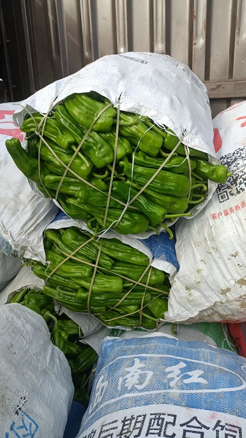 芜湖椒苏椒电商海南广东徐闻基地直发，龚垒万亩基地全国直发