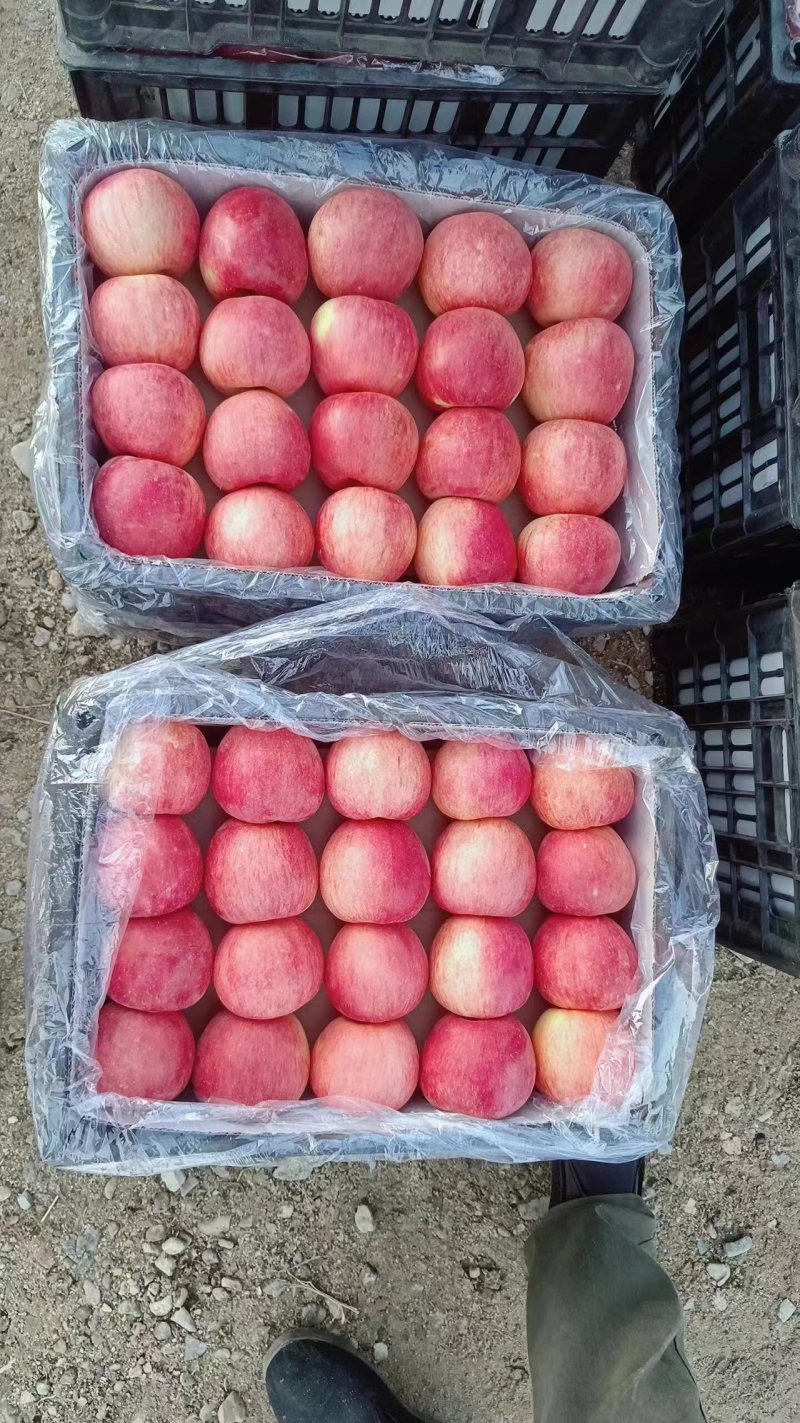 精品富士苹果，大量有货