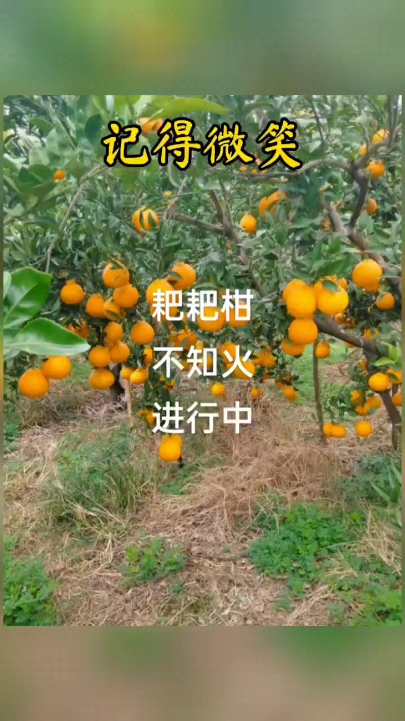 四叫眉山不知火待嫁