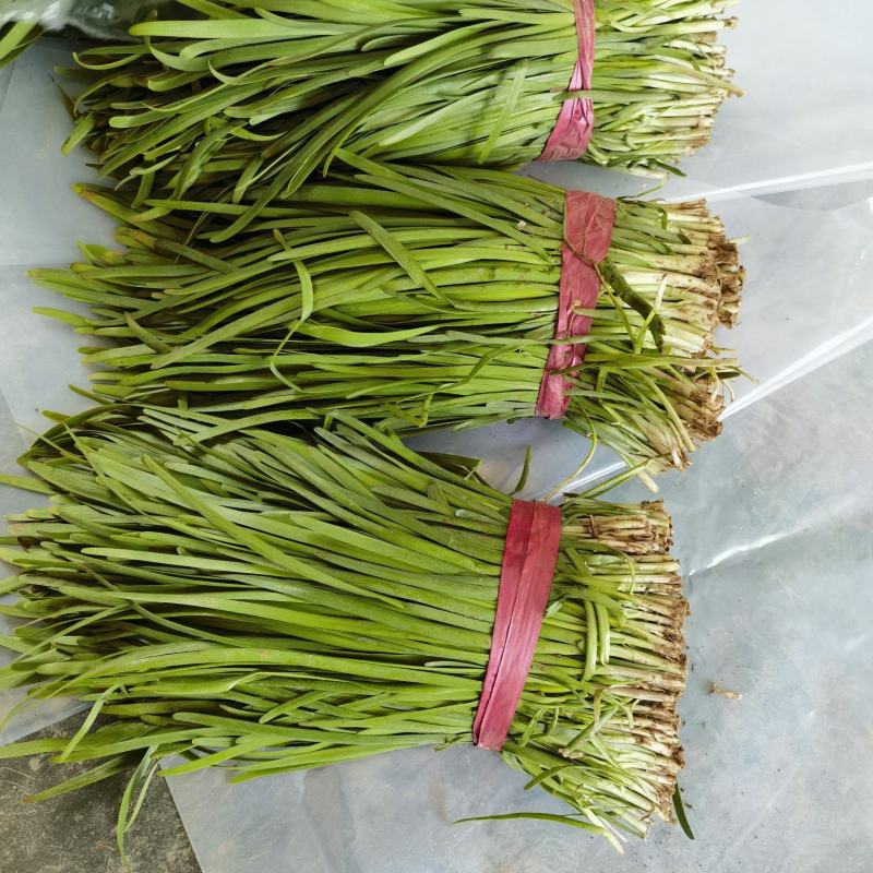 精品韭菜大量上市中