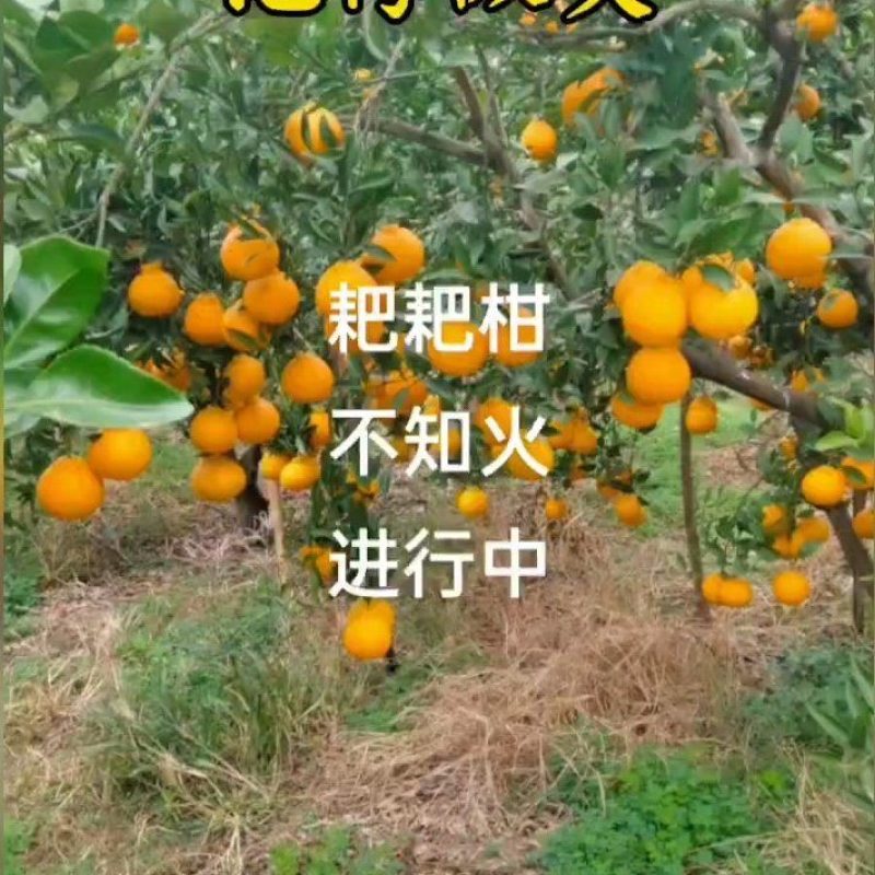 四川眉山纯甜春见耙耙柑和不知火丑橘自家果园