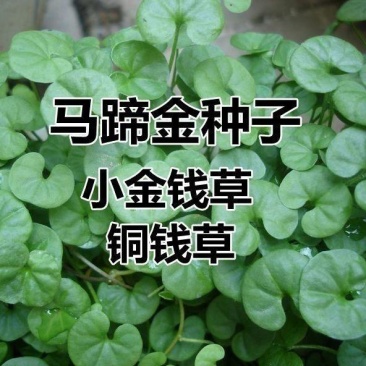 户外马蹄金种子金钱草垂吊心形铜钱草黄吊兰多年生耐阴护坡草