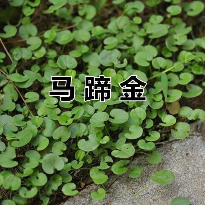 户外马蹄金种子金钱草垂吊心形铜钱草黄吊兰多年生耐阴护坡草