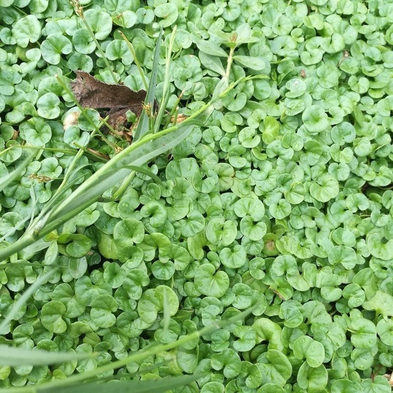 户外马蹄金种子金钱草垂吊心形铜钱草黄吊兰多年生耐阴护坡草