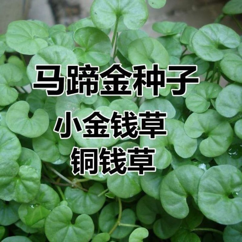 户外马蹄金种子金钱草垂吊心形铜钱草黄吊兰多年生耐阴护坡草