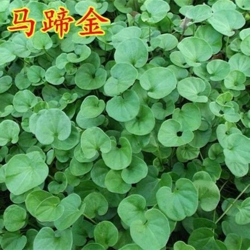 户外马蹄金种子金钱草垂吊心形铜钱草黄吊兰多年生耐阴护坡草