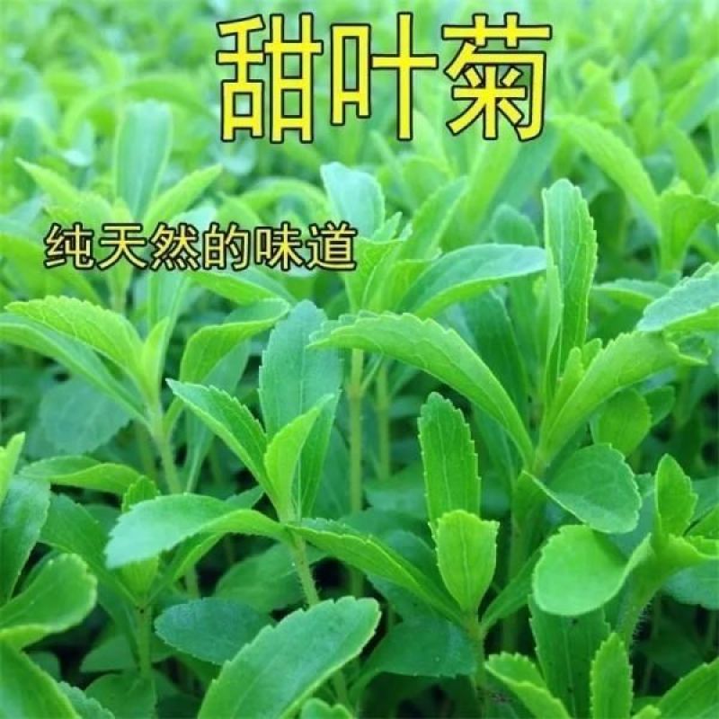 1000粒进口甜叶菊种子甜菊香草甜菊叶花草茶阳台花卉盆栽