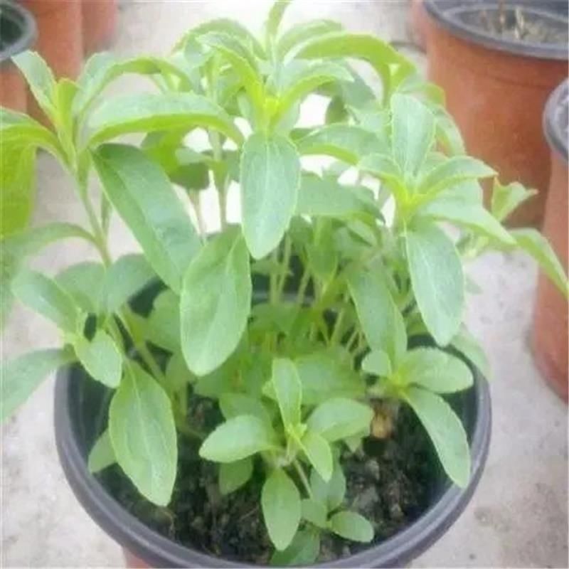 1000粒进口甜叶菊种子甜菊香草甜菊叶花草茶阳台花卉盆栽