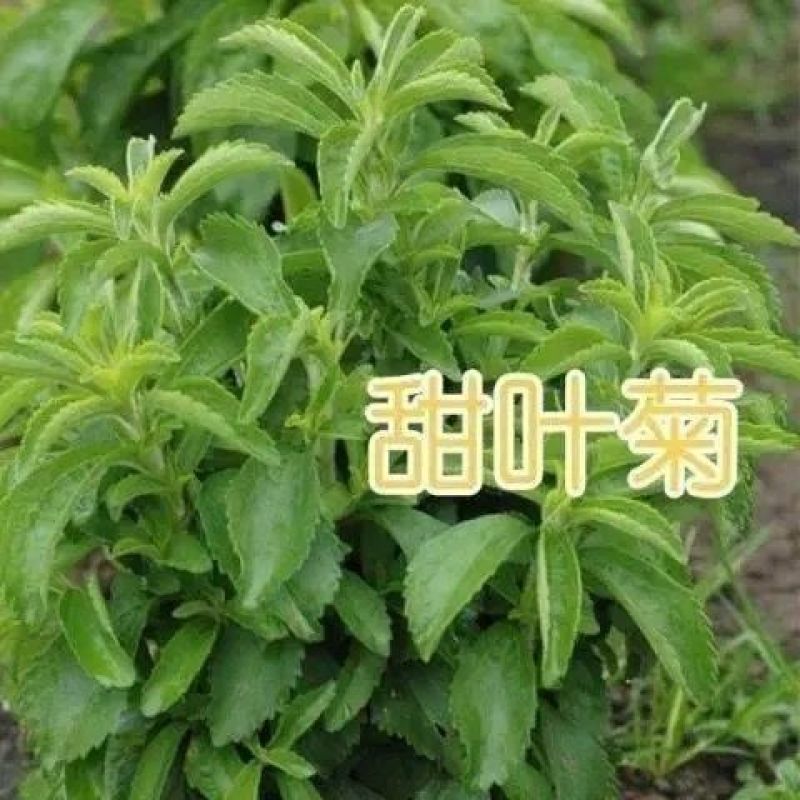 1000粒进口甜叶菊种子甜菊香草甜菊叶花草茶阳台花卉盆栽