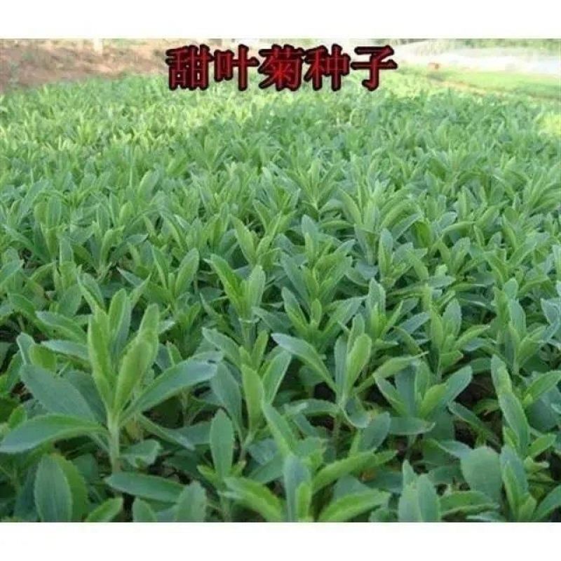 1000粒进口甜叶菊种子甜菊香草甜菊叶花草茶阳台花卉盆栽