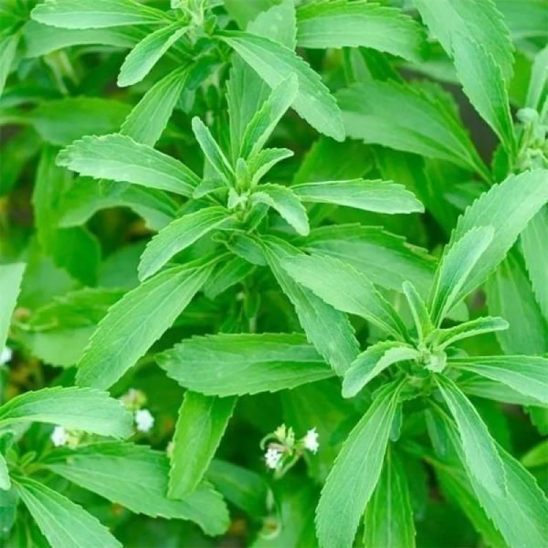1000粒进口甜叶菊种子甜菊香草甜菊叶花草茶阳台花卉盆栽
