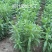 1000粒进口甜叶菊种子甜菊香草甜菊叶花草茶阳台花卉盆栽