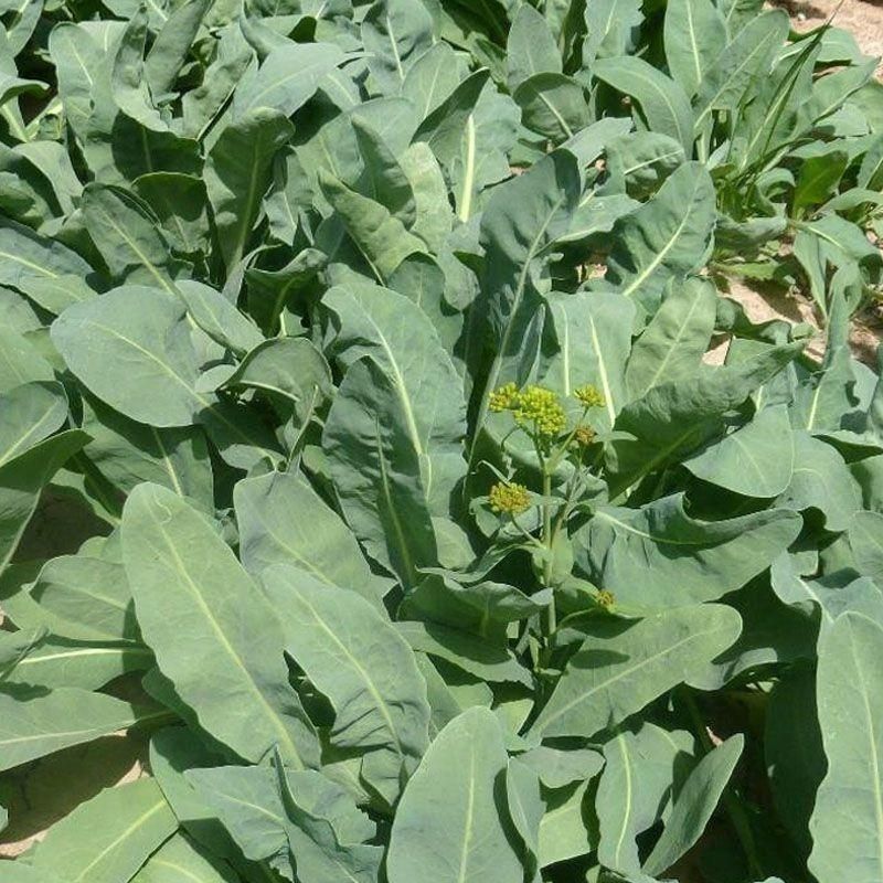 板蓝根种子食用特色野菜大青叶中药材种籽四季蔬菜孑阳台盆栽