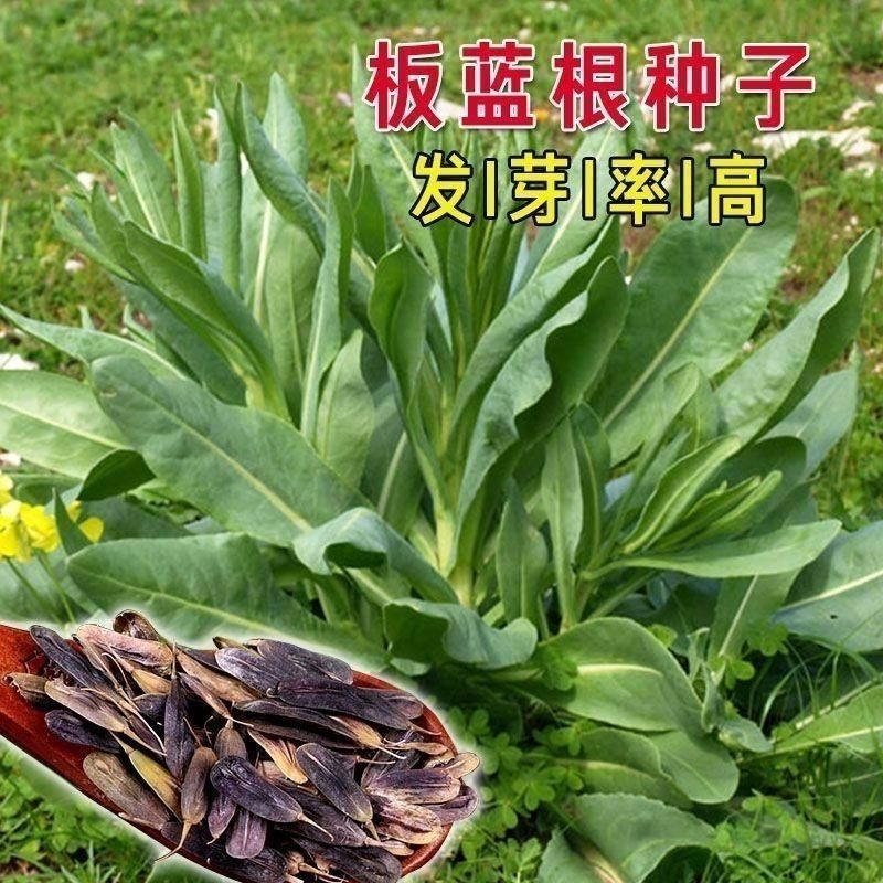 板蓝根种子食用特色野菜大青叶中药材种籽四季蔬菜孑阳台盆栽