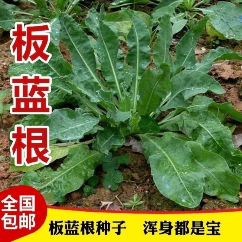 板蓝根种子食用特色野菜大青叶中药材种籽四季蔬菜孑阳台盆栽