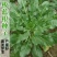板蓝根种子食用特色野菜大青叶中药材种籽四季蔬菜孑阳台盆栽
