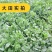 板蓝根种子食用特色野菜大青叶中药材种籽四季蔬菜孑阳台盆栽