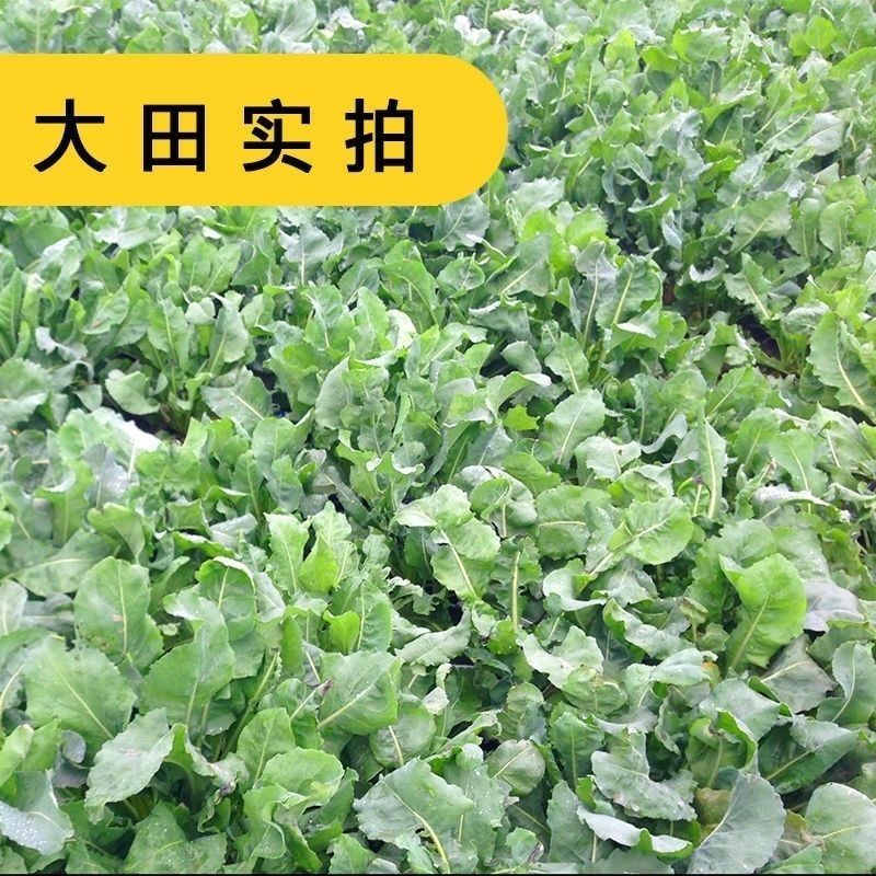 板蓝根种子食用特色野菜大青叶中药材种籽四季蔬菜孑阳台盆栽