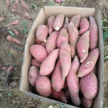 泥沙地大叶红红薯市场货15吨准备发车