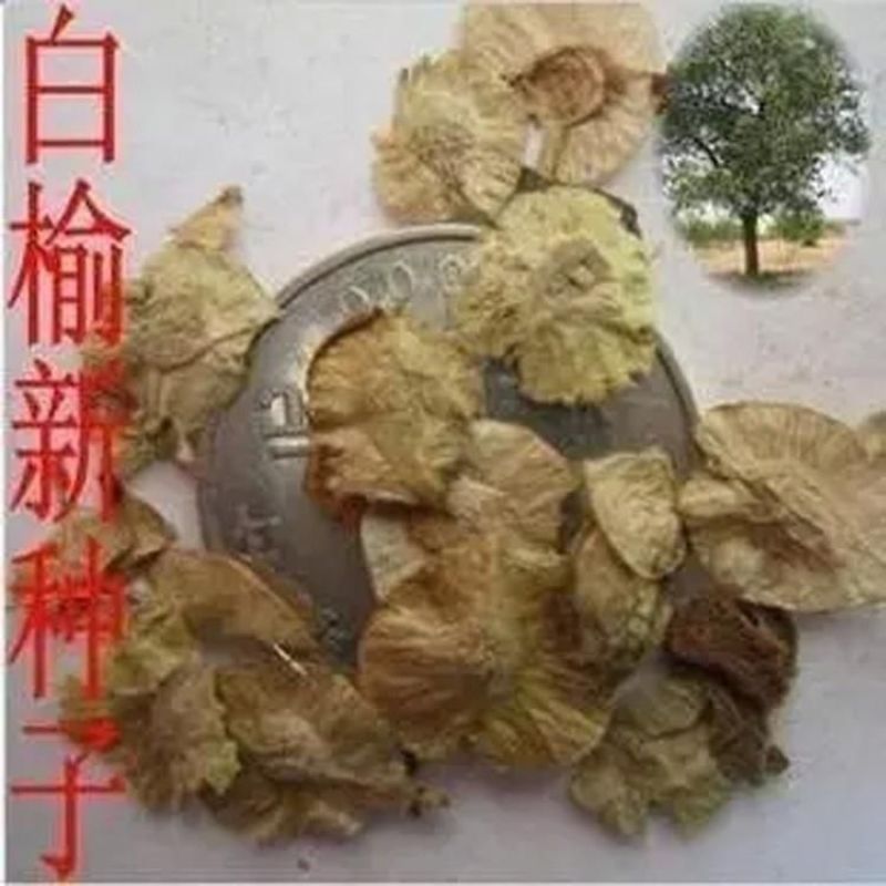 榆树种子籽榆树墙种子榆树的种子白榆树种子