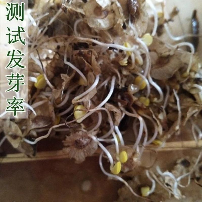 榆树种子榔榆种籽榆树墙金叶榆树种子白榆树种子榆树钱林木种