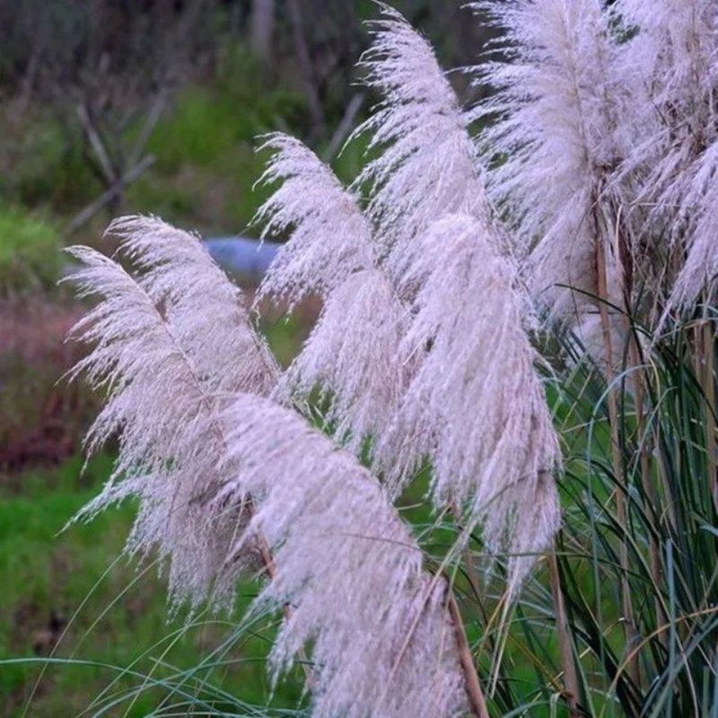 野生茅草种子白茅根草种子白茅草种子白茅花丝茅花白茅